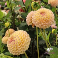 Ping Pong Dahlia Tuber