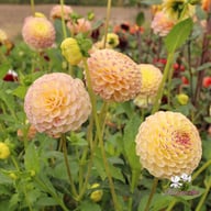 Ping Pong Dahlia Tuber