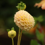 Ping Pong Dahlia Knöl