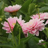 Pink Delight Dahlia Knöl