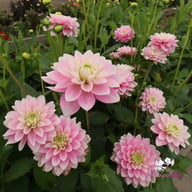 Pink Delight Dahlia Knöl
