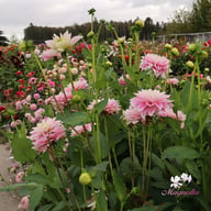 Pink Delight Dahlia Knöl