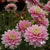 Pink Delight Dahlia Knöl