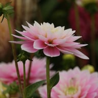 Pink Delight Dahlia Knöl