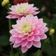 Pink Delight Dahlia Knöl