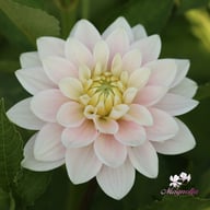 Pink Delight Dahlia Knöl