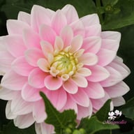 Pink Delight Dahlia Knöl