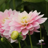 Pink Delight Dahlia Knöl