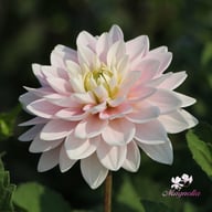 Pink Delight Dahlia Knöl