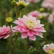 Pink Delight Dahlia Knöl