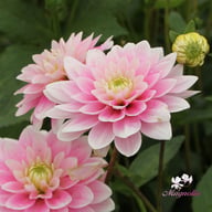 Pink Delight Dahlia Knöl