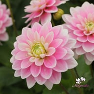 Pink Delight Dahlia Knöl