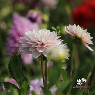 Pink Delight Dahlia Knöl