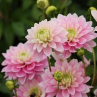 Pink Delight Dahlia Knöl