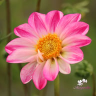 Pink Emperor Dahlia Knöl