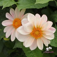 Pink Emperor Dahlia Knöl