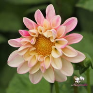 Pink Emperor Dahlia Knöl