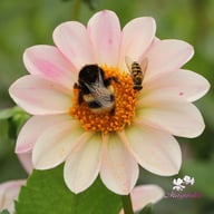Pink Emperor Dahlia Knöl