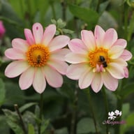 Pink Emperor Dahlia Knöl
