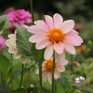 Pink Emperor Dahlia Knöl