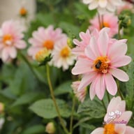 Pink Emperor Dahlia Knöl