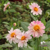 Pink Emperor Dahlia Knöl