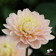 Pink Magic Dahlia Knöl