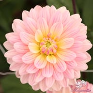 Pink Magic Dahlia Knöl