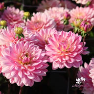 Pink Magic Dahlia Knöl