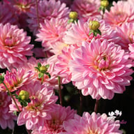 Pink Magic Dahlia Knöl