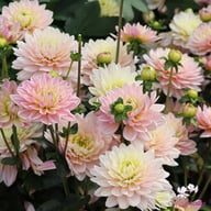 Pink Magic Dahlia Knöl