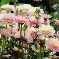 Pink Magic Dahlia Knöl