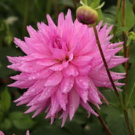Pink Paradise Dahlia Knöl