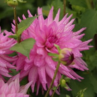 Pink Paradise Dahlia Knöl