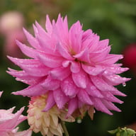Pink Paradise Dahlia Knöl