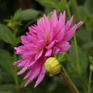 Pink Paradise Dahlia Knöl
