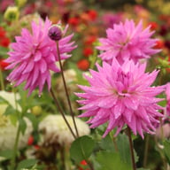 Pink Paradise Dahlia Knöl