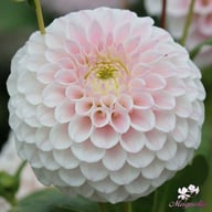Pink Pearl Dahlia Tuber