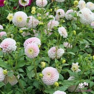 Pink Pearl Dahlia Tuber