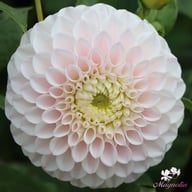 Pink Pearl Dahlia Tuber
