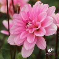 Pink Perception Dahlia Tuber
