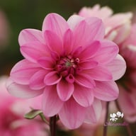 Pink Perception Dahlia Tuber