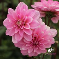 Pink Perception Dahlia Tuber