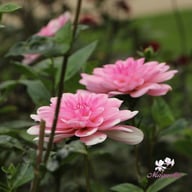 Pink Perception Dahlia Tuber