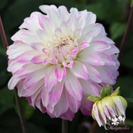 Pink Petticoat Dahlia Knöl