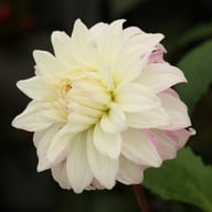 Pink Petticoat Dahlia Tuber