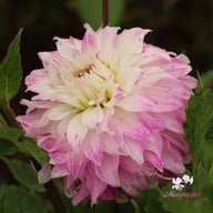 Pink Petticoat Dahlia Knöl
