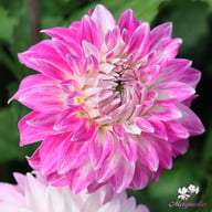 Pink Petticoat Dahlia Knöl
