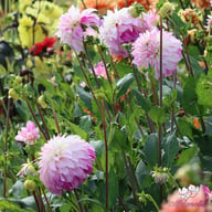 Pink Petticoat Dahlia Knöl