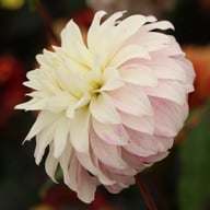 Pink Petticoat Dahlia Tuber